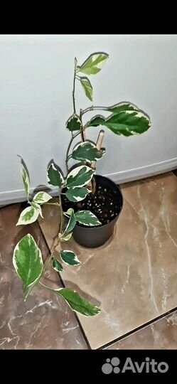 Бугенвиллии вариегатные 3 сорта