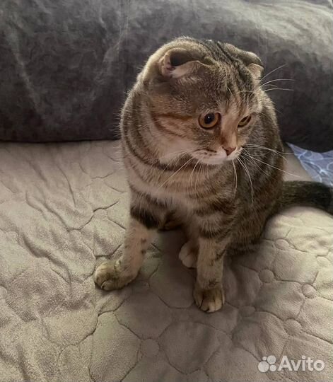 Кошка