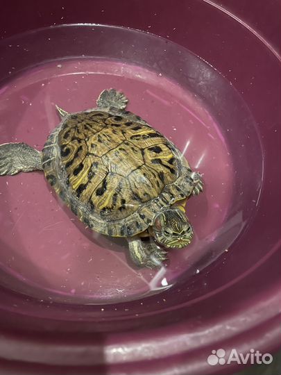 Черепаха бесплатно