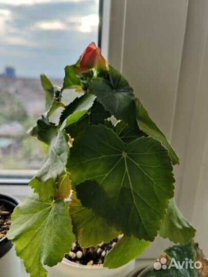 Бегония элатиор