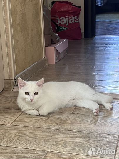 Белый котенок девочка