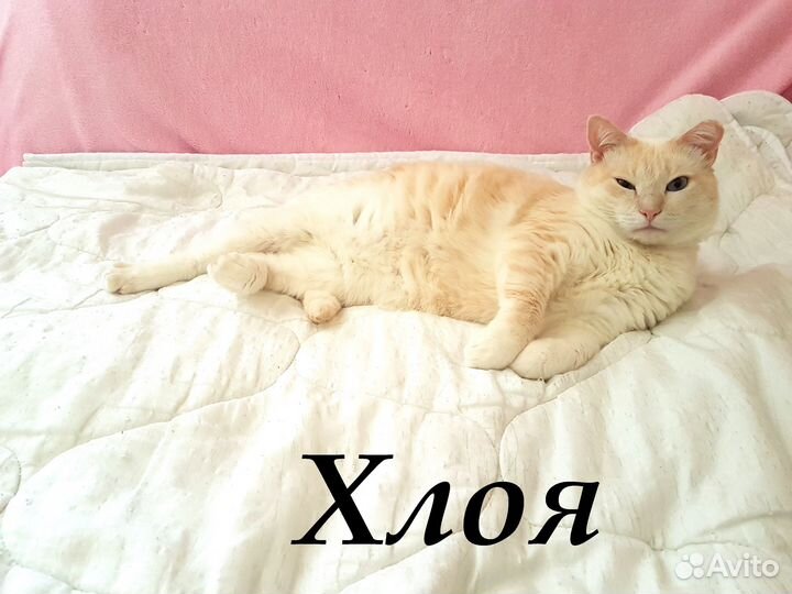 Ищут дом и самые добрые руки три молодые кошечки