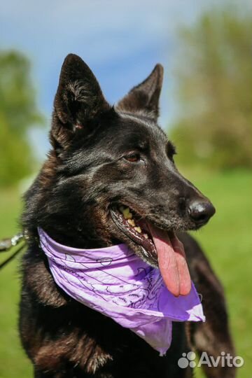 Красивая черная собака ищет семью