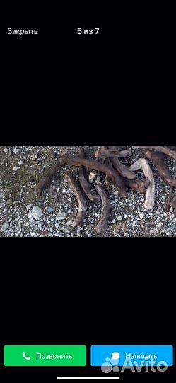 Рога оленя 2022 год