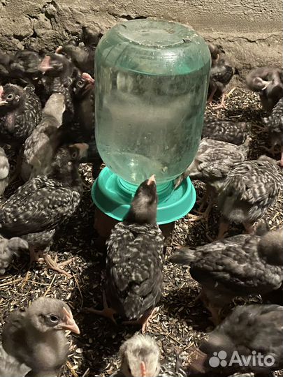 Цыплята чешский Доминант