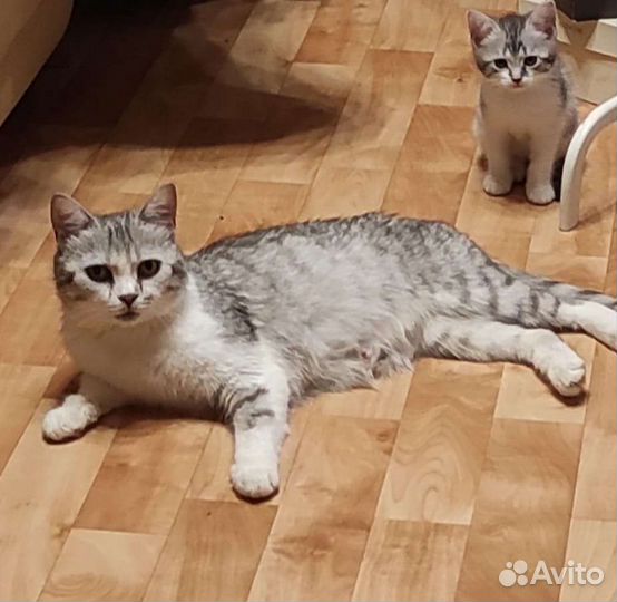 Кошечка очень красивая