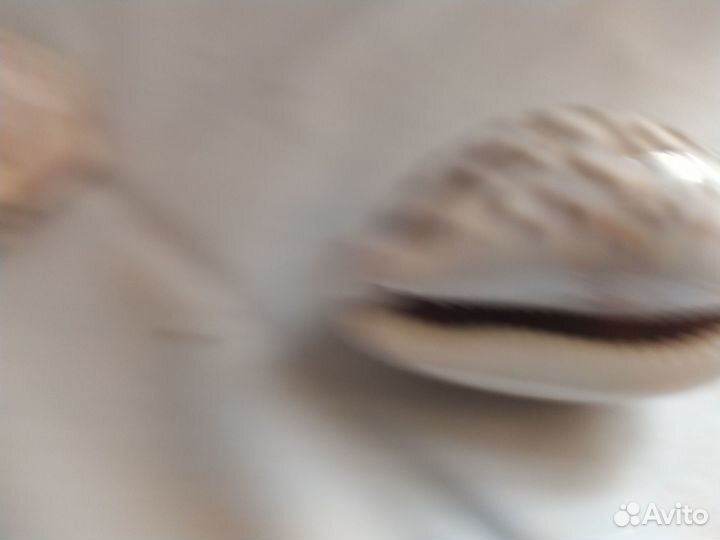 Морские ракушки