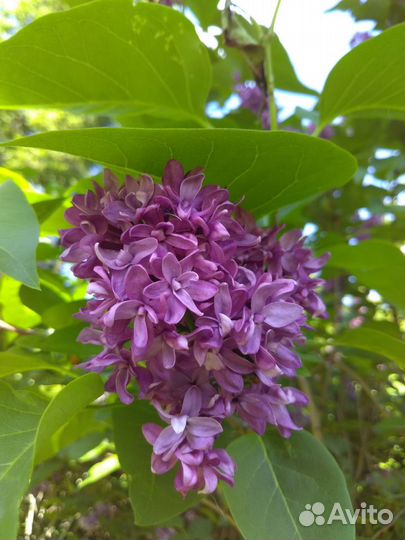 Преподаватель: рки, юрист, эл.кат. ргб, шахматы