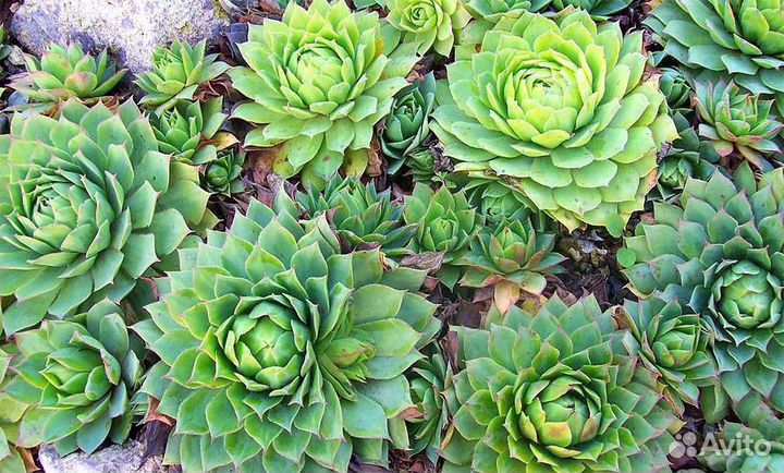 Каменная роза (молодило) - всегда живой цветок