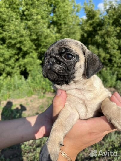 Щенки мопса