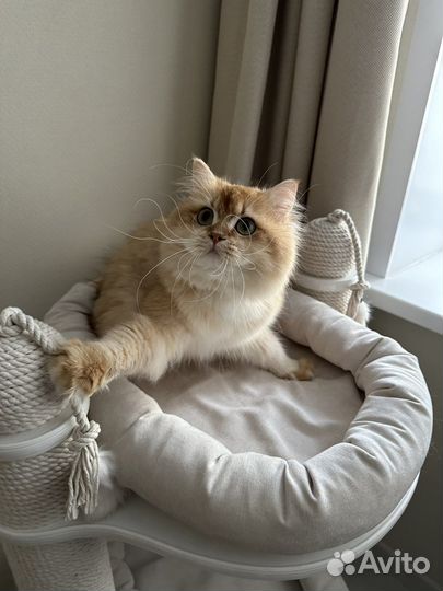 Британская золотая шиншилла