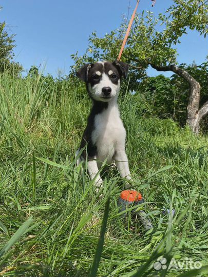 Щенки в добрые руки
