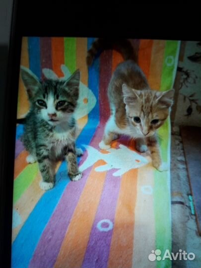 Котята в добрые руки