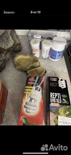 Набор для агамы