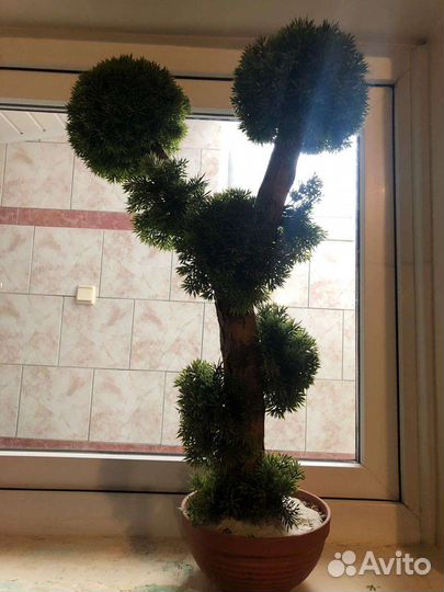 Бонсай декоративный