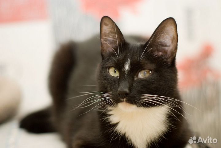 Знакомьтесь, Дизель)