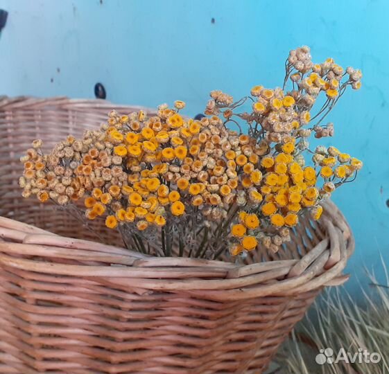 Сухоцветы злаки для декора