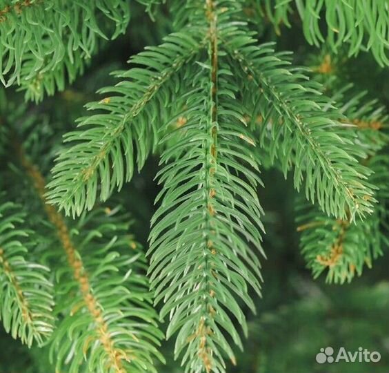 Елка искусственная новогодняя 180-250 см