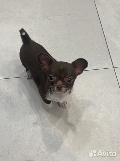 Щенки чихуахуа