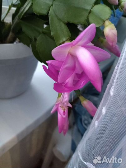 Декабрист шлюмбергера