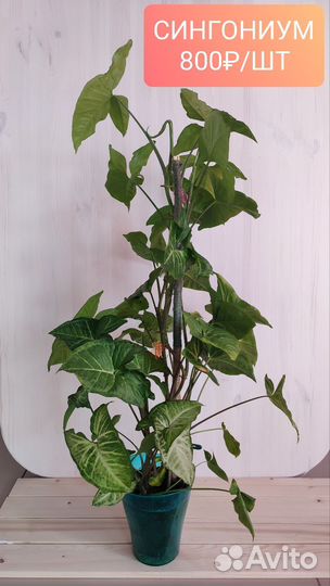 Комнатные цветы