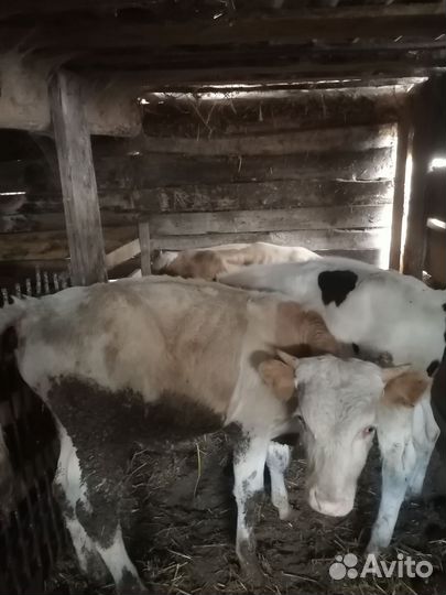 Бычки и быки