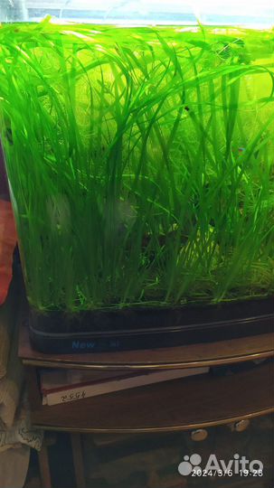 Аквариумные растения прополка