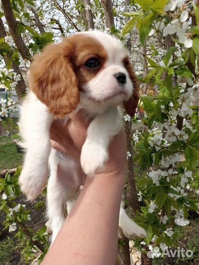 Кавалер кинг чарльз спаниель девочка