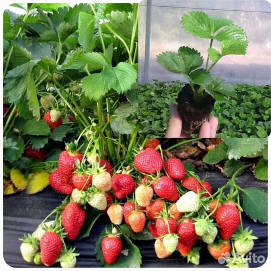 Клубника Голландия саженцы