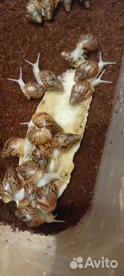 Улитки ахатины альбино