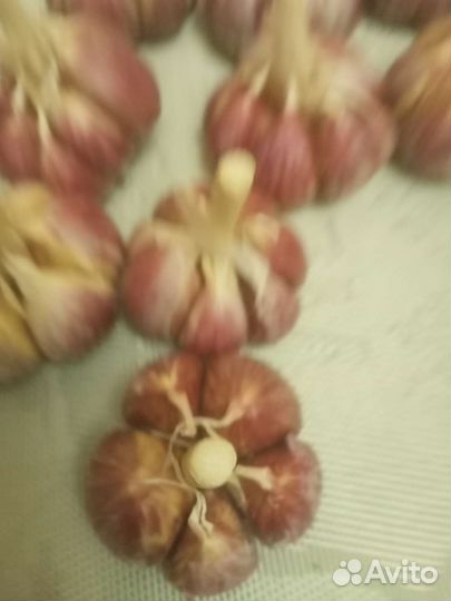 Семена чеснока