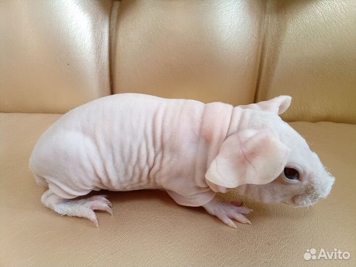 Морская свинка скинни