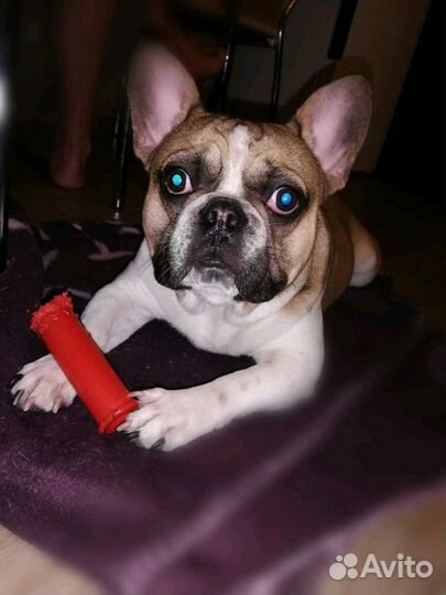 Французский бульдог, вязка