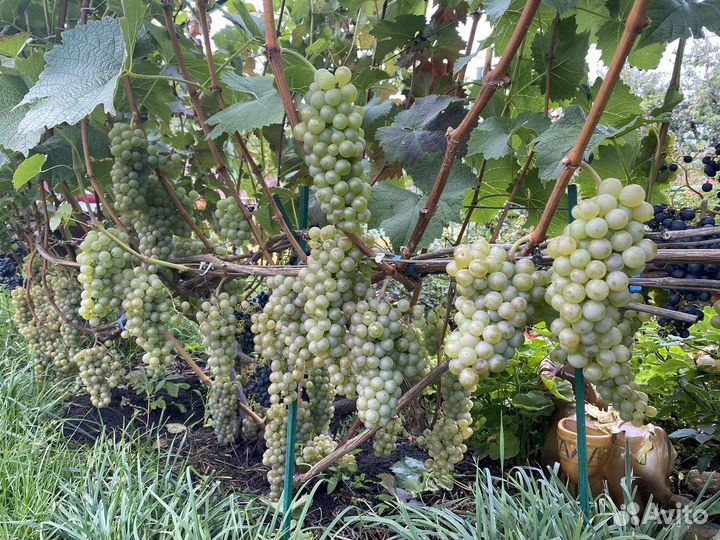 Саженцы винограда