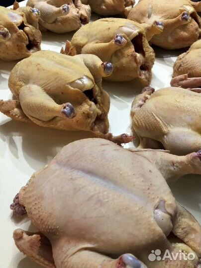 Домашние куры бройлеры