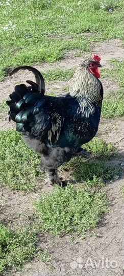 Молодые петухи