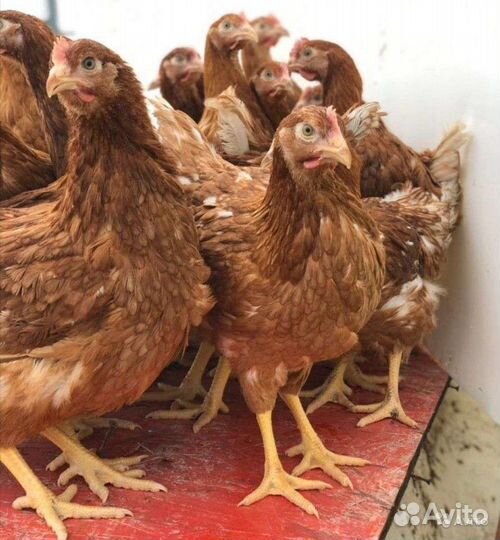 Куры молодки несушки белые и красные