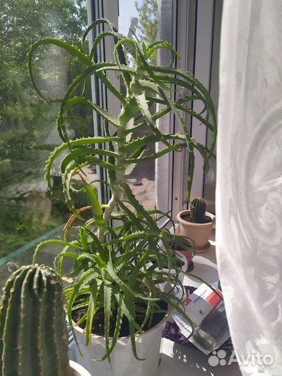 Алоэ столетник