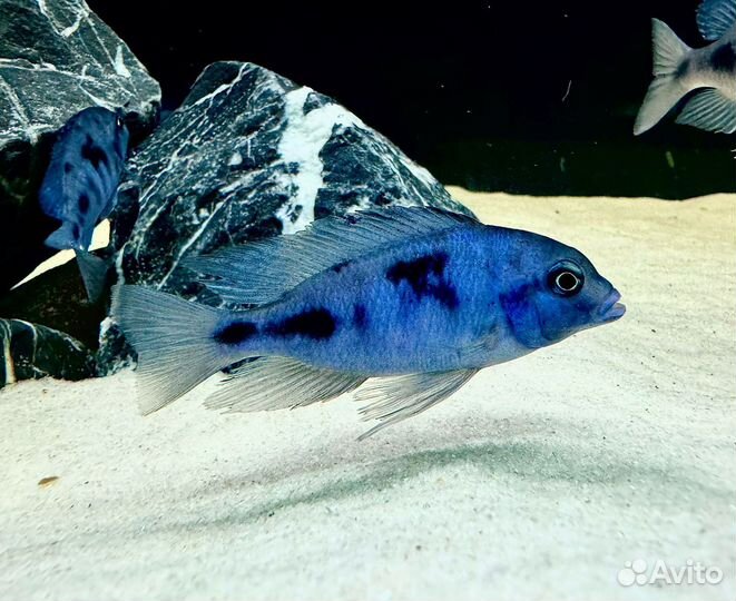 Яркие Малавийские Цихлиды