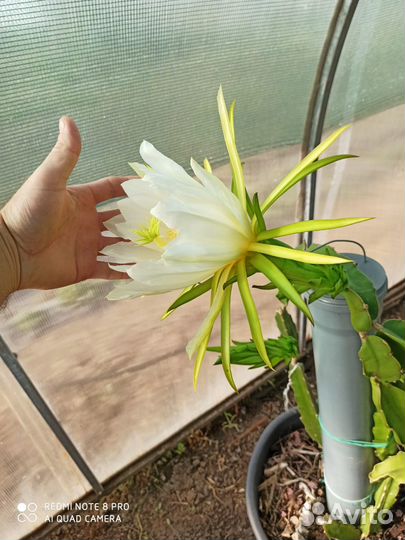 Питахайя черенки от плодоносящей питахайи