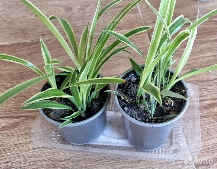 Традесканции, хлорофитум 150р