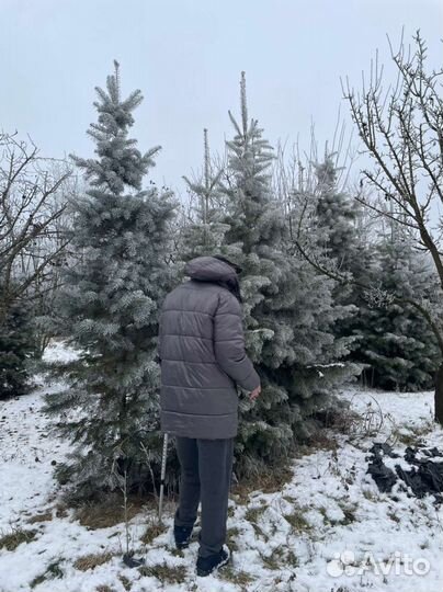 Пихта кавказская Нордмана