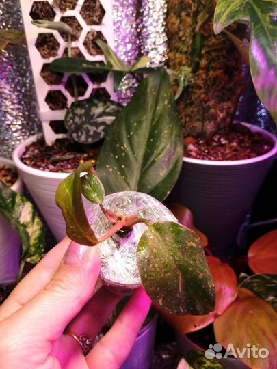 Филодендрон оранжевая принцесса