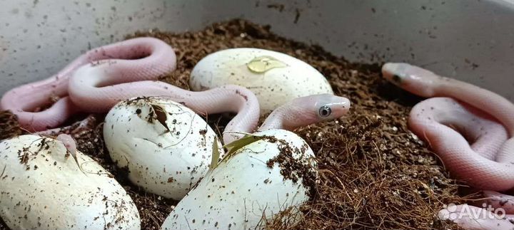 Белый техасский полоз леуцист