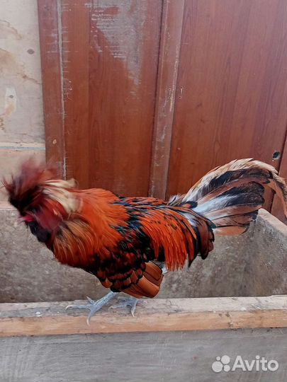 Куры молодки