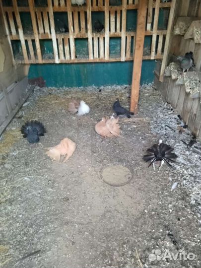 Голубь домашние