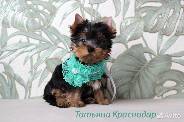 Щенки йорка - счастье можно купить