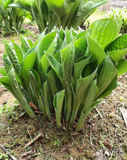 Хоста подорожниковая