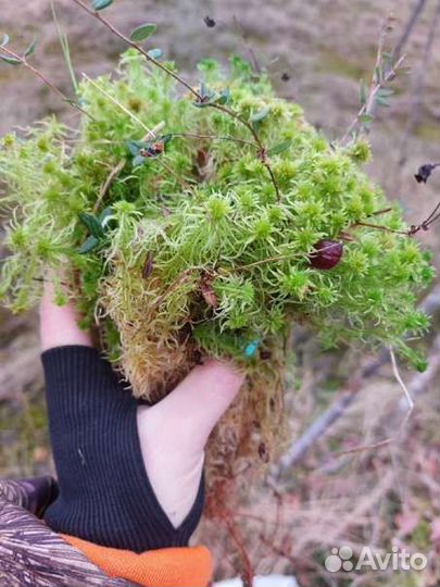Мох сфагнум живой