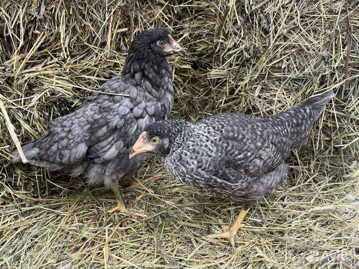 Kуpы несушки молодки